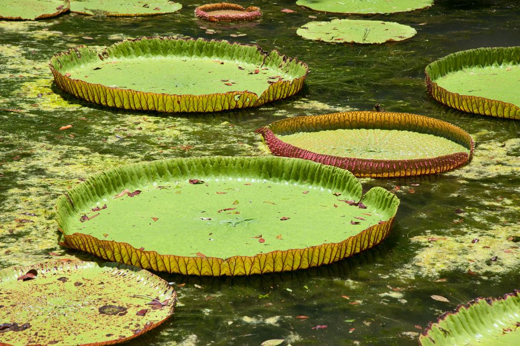 Mauritius Riesenwasserlilie