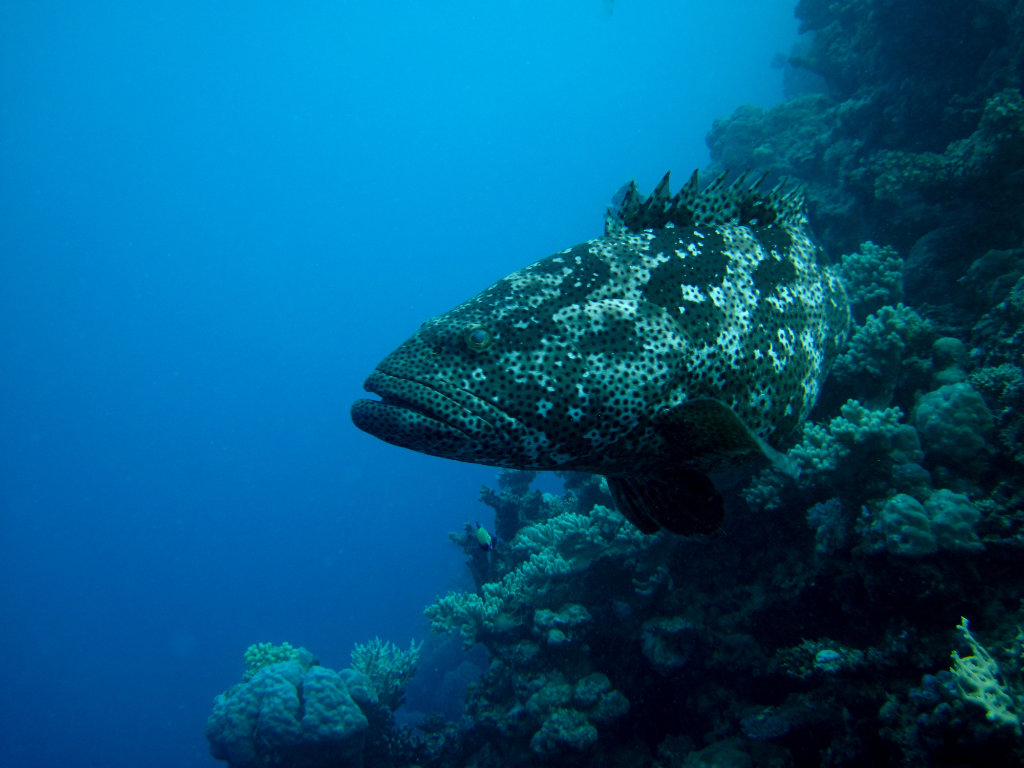 Great Barrier Reef Zackenbarsch